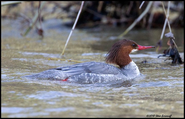 _0SB6504 common merganser hen.jpg